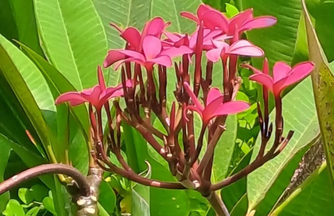 Pondok Teges-1
